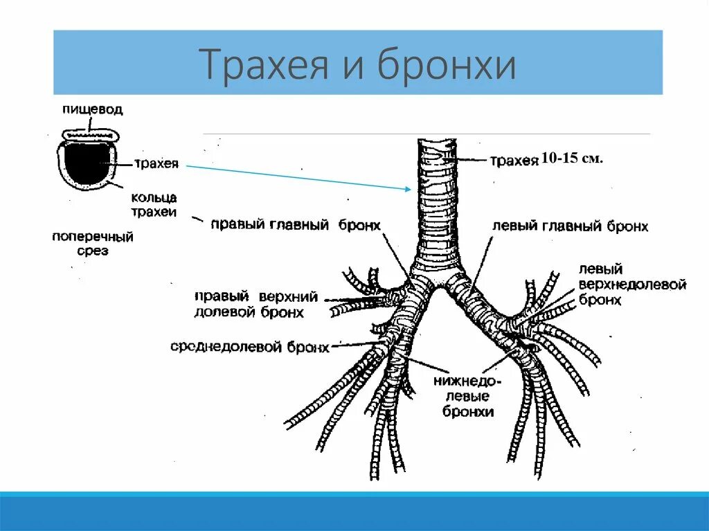 Трахея и бронхи вид спереди. Строение трахеи с бронхами. Трахея схема строения. Трахея и бронхи анатомия.