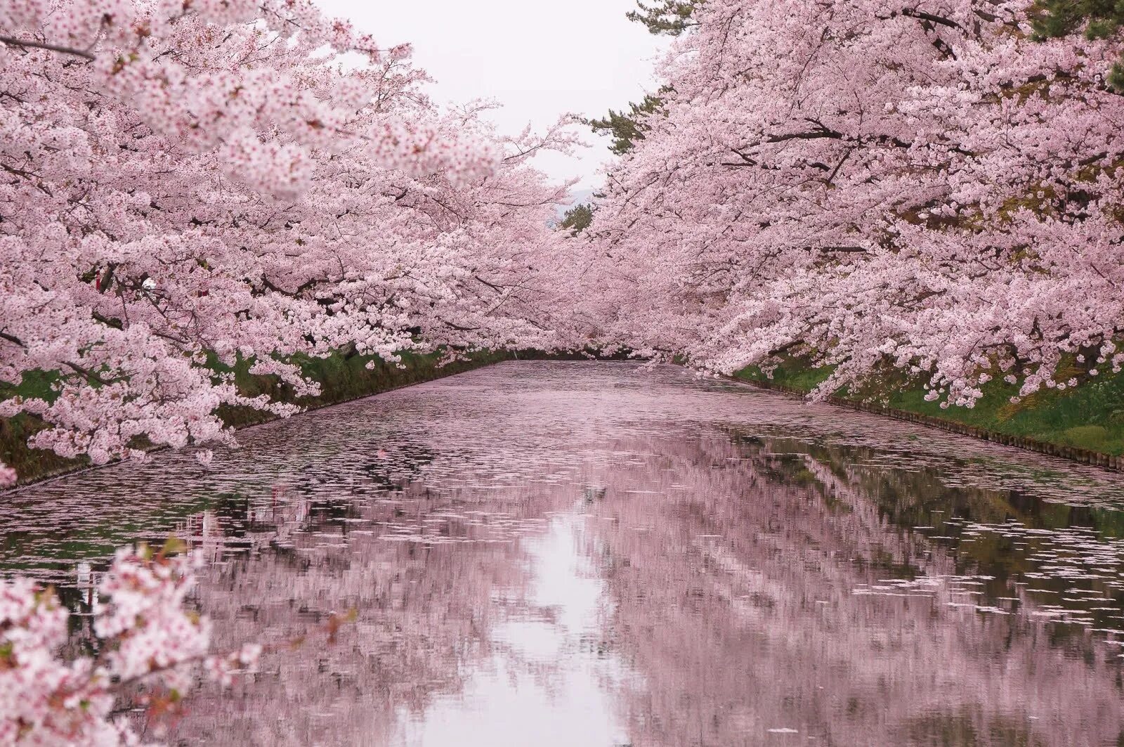Йокогама Япония цветение Сакуры. Япония Префектура Аомори природа. Киото цветение Сакуры. Сакура сомейошино.