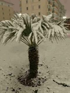Пальмы на снегу русский