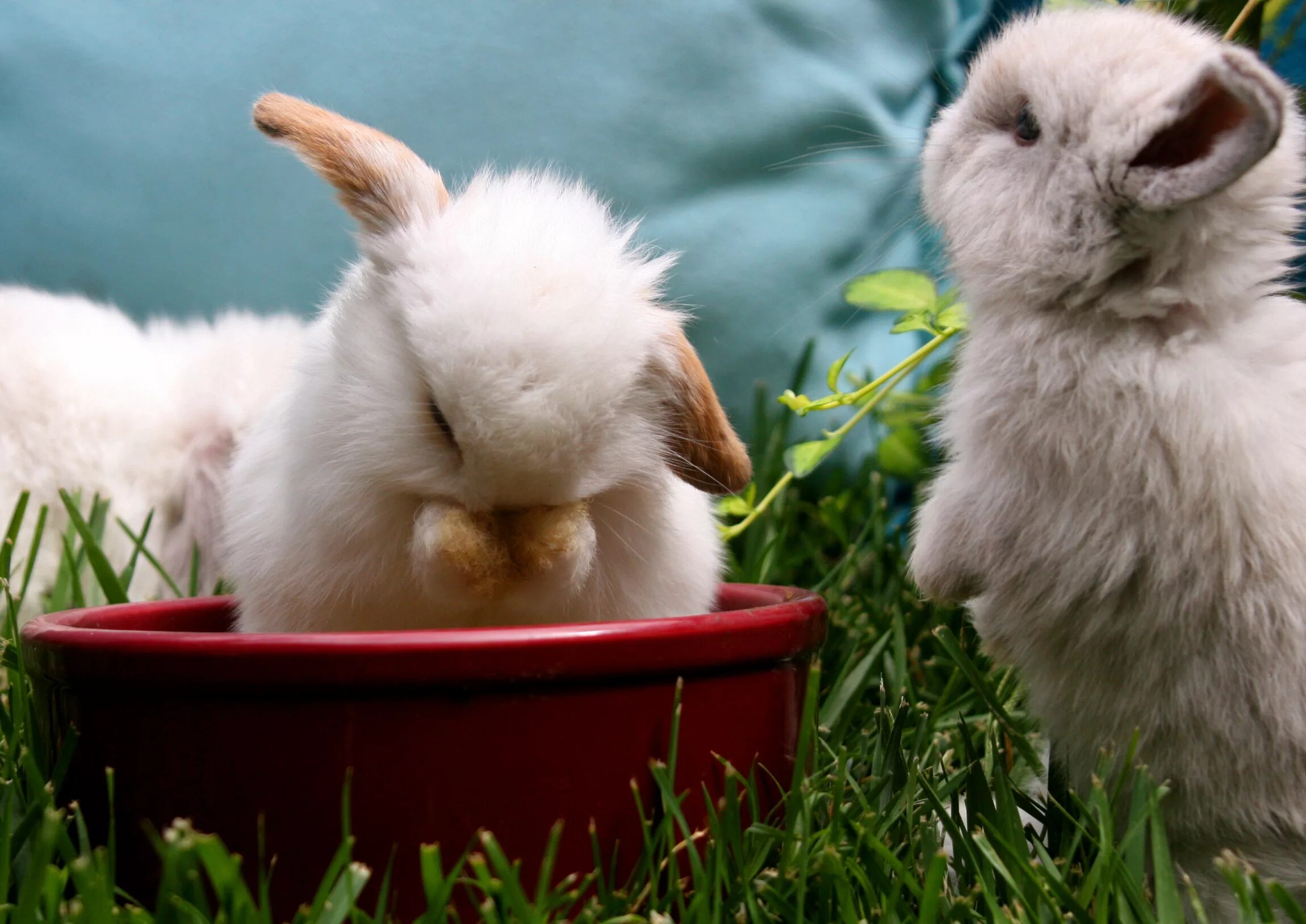Маленькие кролики. Bunnies very. Красивый зайчик. Bunnies very. Крольчонок.