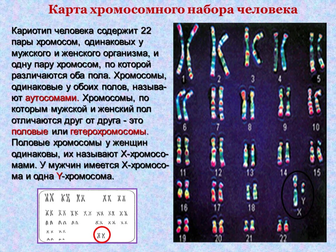 Местоположение хромосом. Хромосомная карта кариотип. Генетика пола кариотип человека. Хромосомный набор кариотип человека. Набор хромосом человека биология.