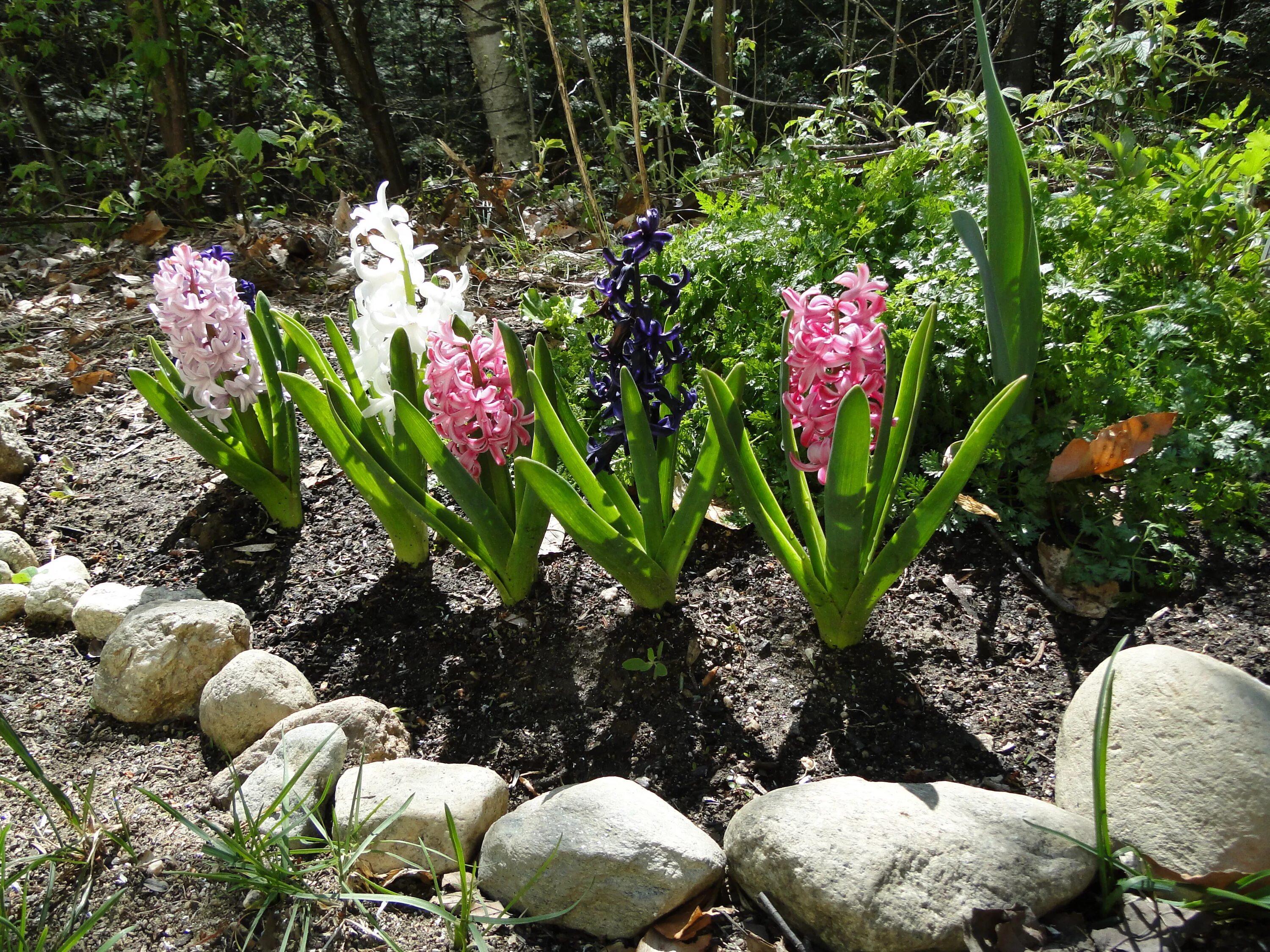 Цветы весной на даче фото. Гиацинт Вудсток Нарцисс Ботанический. Гиацинт Крокус ,рябчик. Луковичный цветок гиацинт. Гиацинт Вудсток на клумбе.