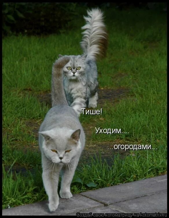 Невеста алкоголичка. Приколы шутки про жениха. Ухожу огородами. Деревенская свадьба. Коты разбегаются в разные стороны.