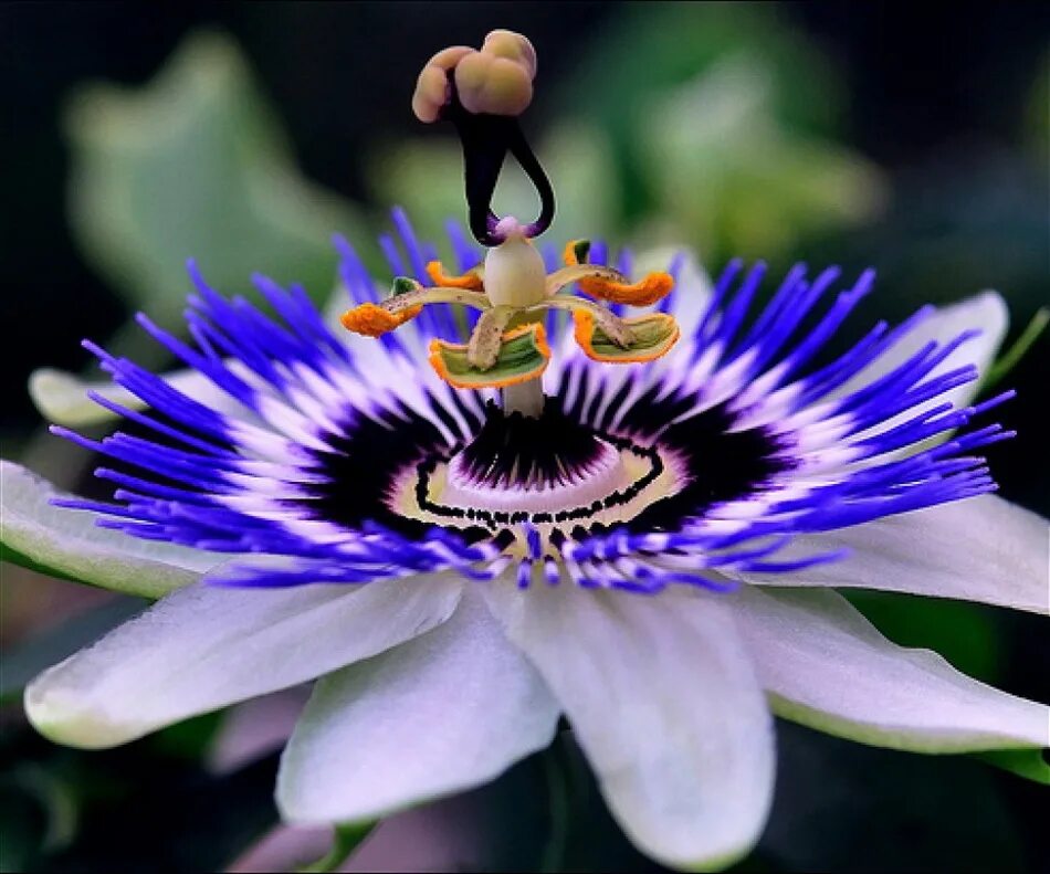 Необыкновенно приятный. Пассифлора или страстоцвет. Страстоцвет (пассифлора). Цветок Дикая пассифлора голубая.