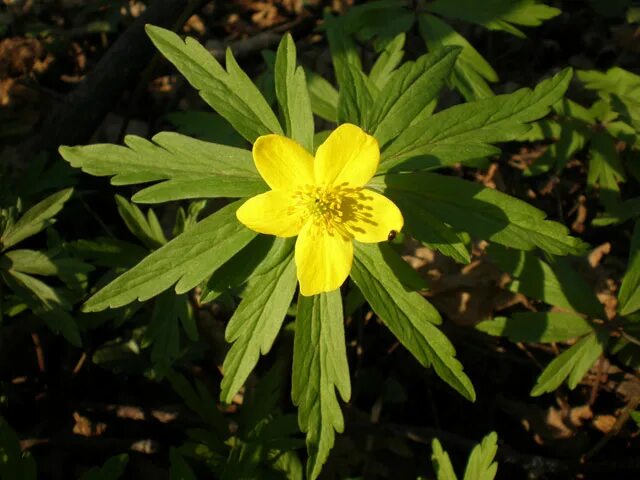 Анемона весенняя ветреница. Анемона лесная anemone sylvestris. Ветреница из лютиков 7. Ветреница дубравная. Ветреница лютиковая.