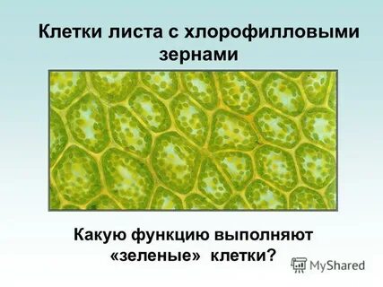Какие клетки листа