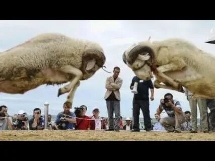 Барашка домой зашла