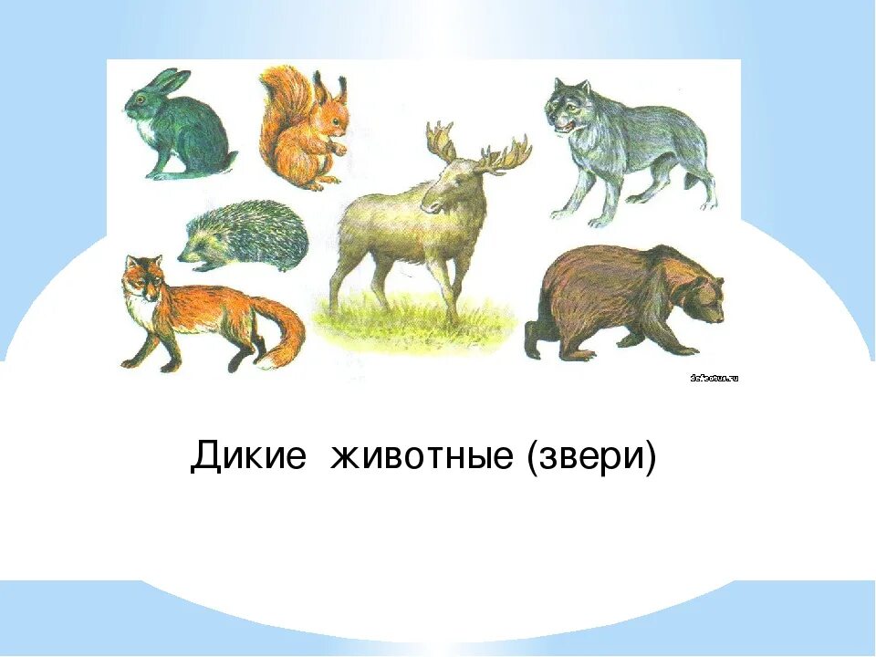 Какие Дикие животные спят зимой. Какие животные спят всю зиму. Дикие какое число