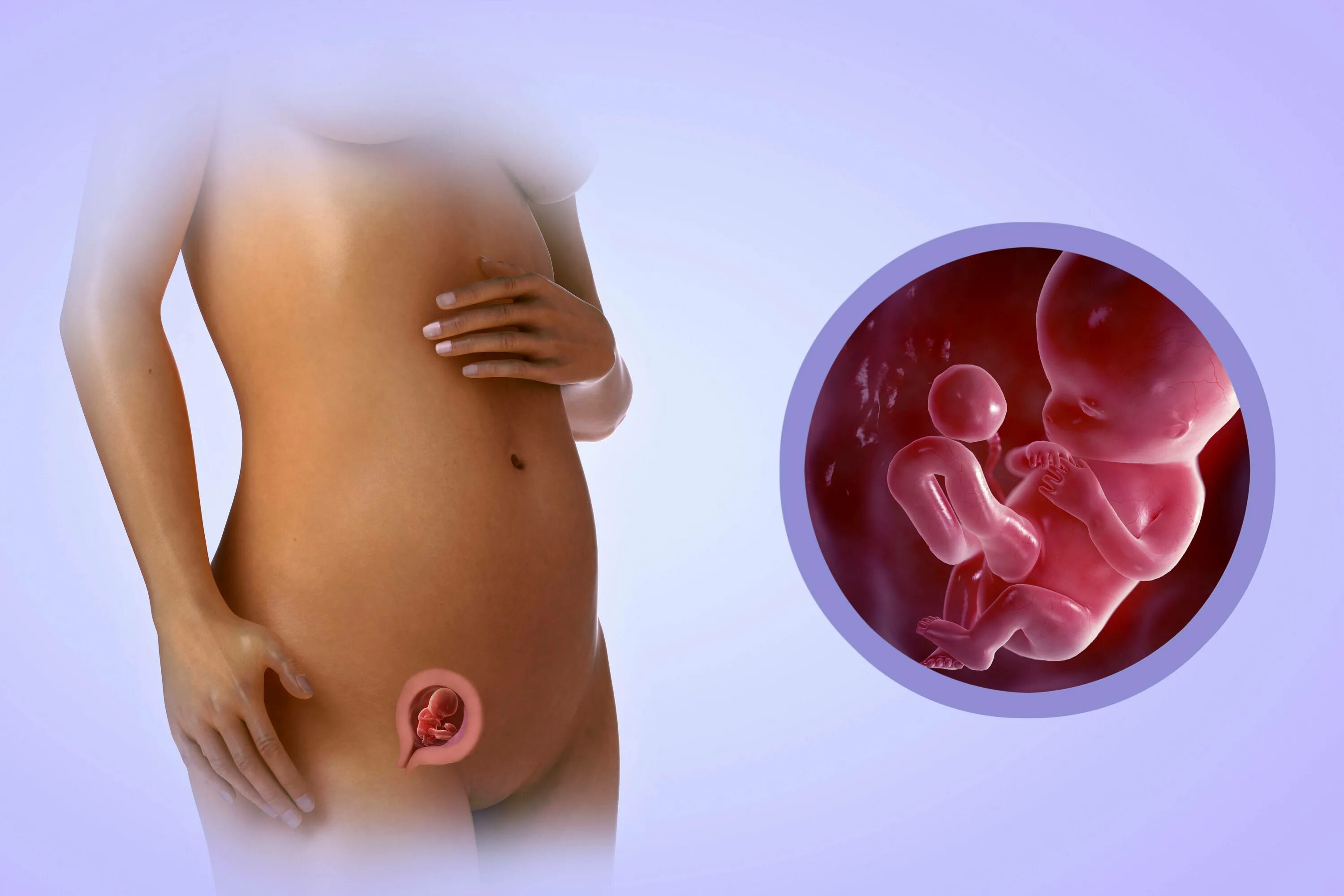 15 недель триместр. Эмбрион на 13 неделе беременности. Эмбрион на 11 неделе беременности. Шевеление ребенка в животе на 16 неделе беременности. Эмбрион на 14 неделе беременности.
