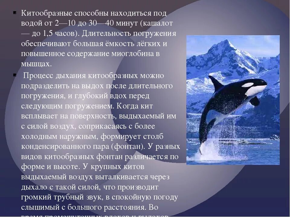 Касатка доклад. Касатка кит описание. Отряд китообразные 7 класс биология. Характеристика отряда китообразные кратко. Презентация на тему китообразные.