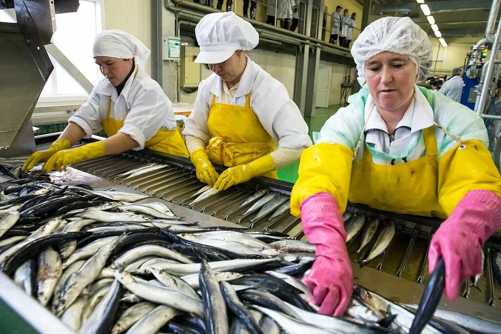 Сортировка рыбы. Рыбная сортировка. Рыбный завод в мурманске агама. Сортировка рыбы. Сортировка рыбы.