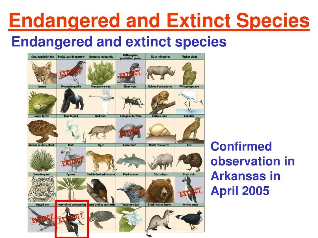 Release reduce adopt reusable endangered species. Extinct species. Описание картинки endangered species. Extinction of species. Endangered species таблица.