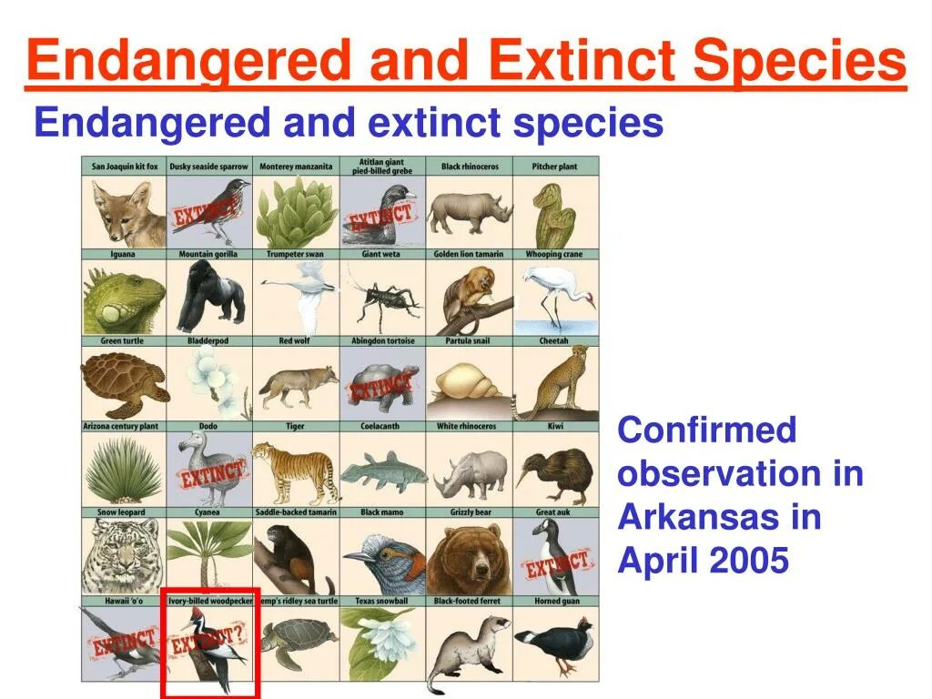 Match the words endangered. Endangered species презентация. Extinct species. Описание картинки endangered species. Extinction of species.