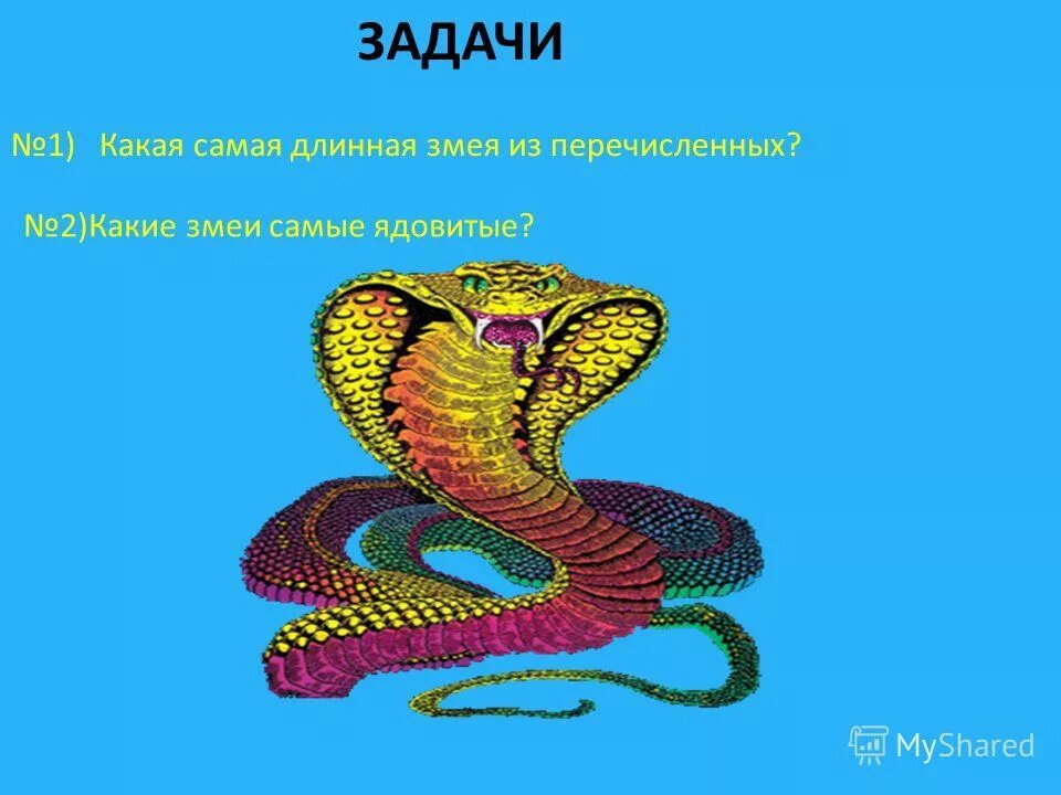 тест какая ты змея