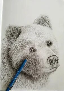 Медведь карандашом