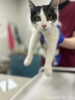 Срочные коты