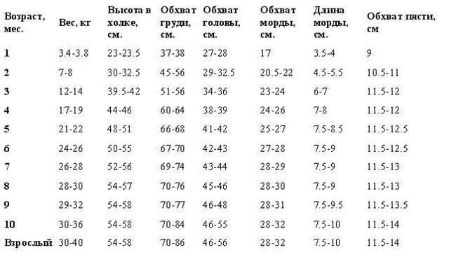 Сколько весит овчарка в год. Вес щенка лабрадора в 3 месяца таблица. Вес щенка лабрадора в 1 таблица. Вес щенка лабрадора в 2 месяца. Рост щенка лабрадора по месяцам таблица.