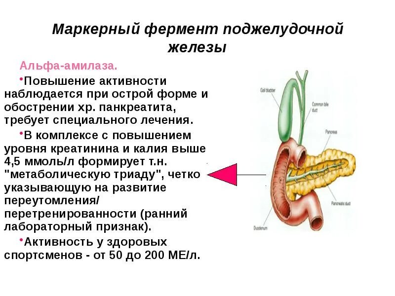 Поджелудочной железой вырабатываются ферменты. Индикаторные ферменты поджелудочной железы. Основной фермент поджелудочной железы. Маркеры повреждения поджелудочной железы. Поджелудочная железа вырабатывает ферменты.