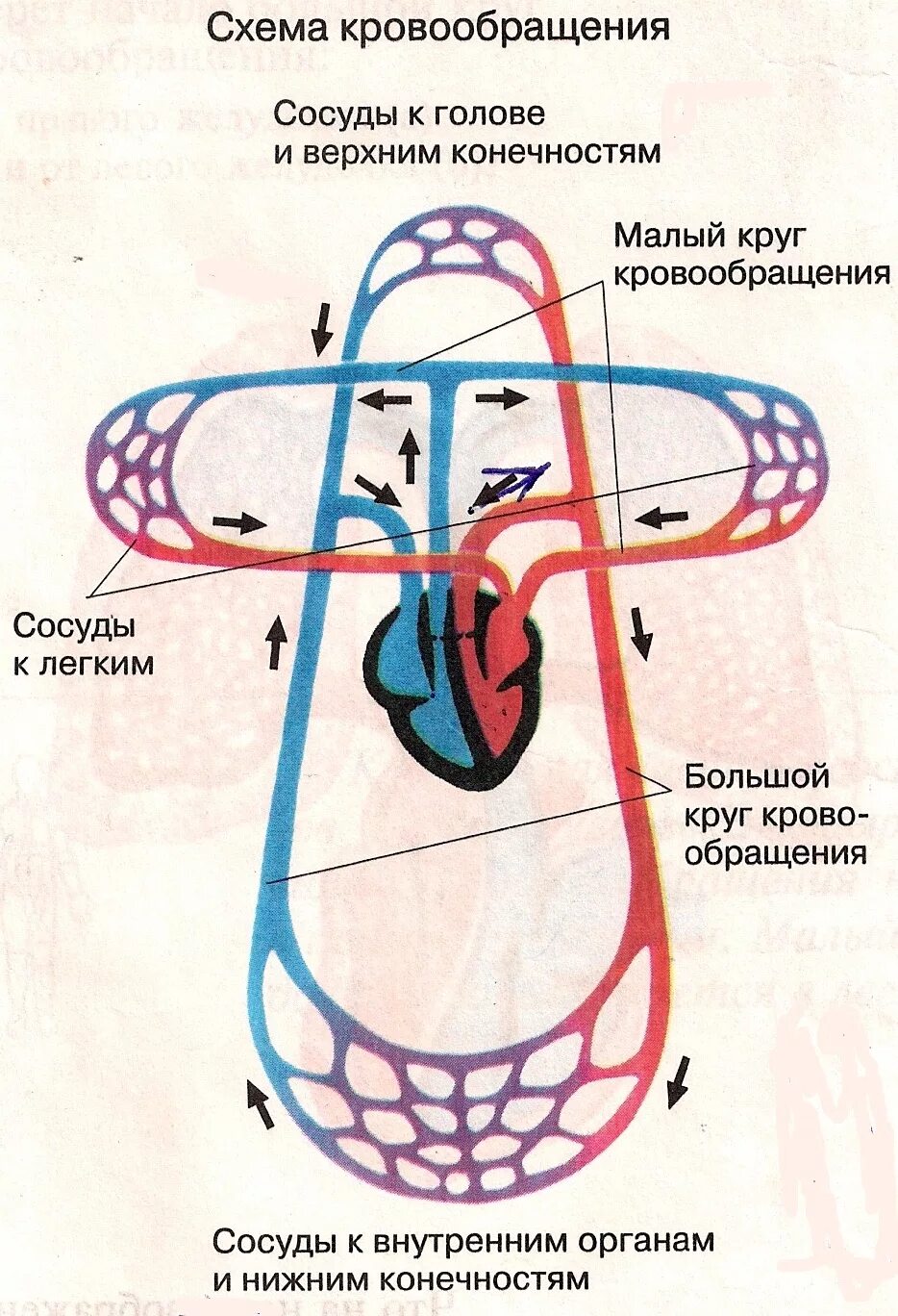 Малый круг кровообращения схема кровотока. Сосуды малого круга кровообращения схема. Схема малого круга кровообращения у человека. Малый круг кровообращения человека схема 8 класс.