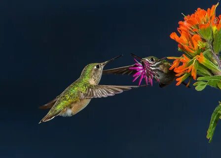 Zelu hummingbird