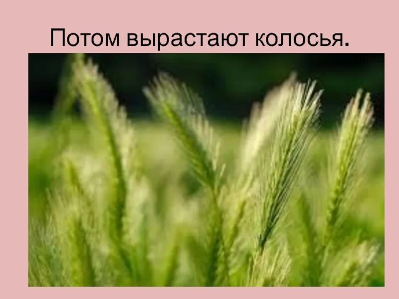 Потом вырастают колоски. Потом вырастают колосья. Колос растет. Подрастающий Колос. Вырастет колос