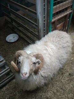 Продам барашков