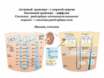 Почему осмос пассивный транспорт
