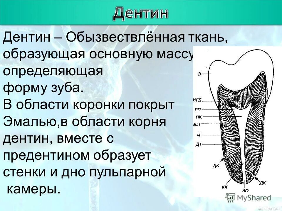 функции эмали дентина и пульпы. строение зуба дентин анатомия. функции дентина зуба. строение дентина зуба. функции дентина зуба.