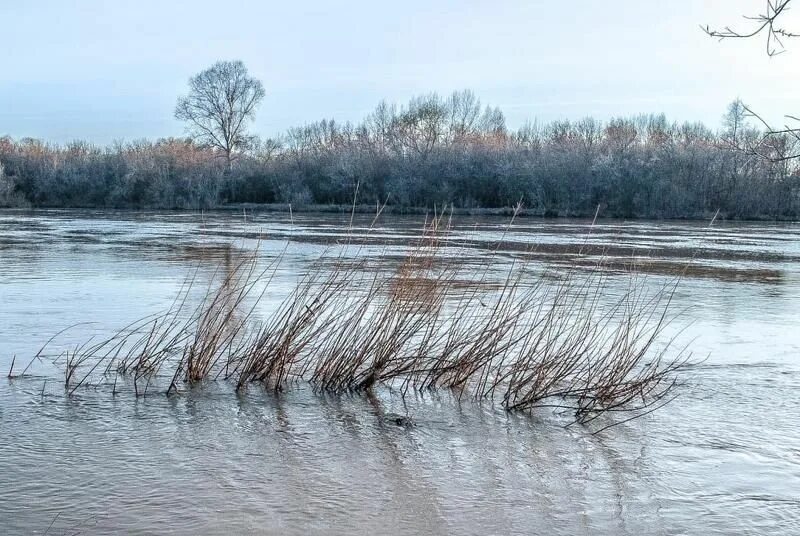 Щука в половодье. Паводок в Шаховской. Половодье Нижнеспасское. Илеть в половодье. Половодье в Алатыре.