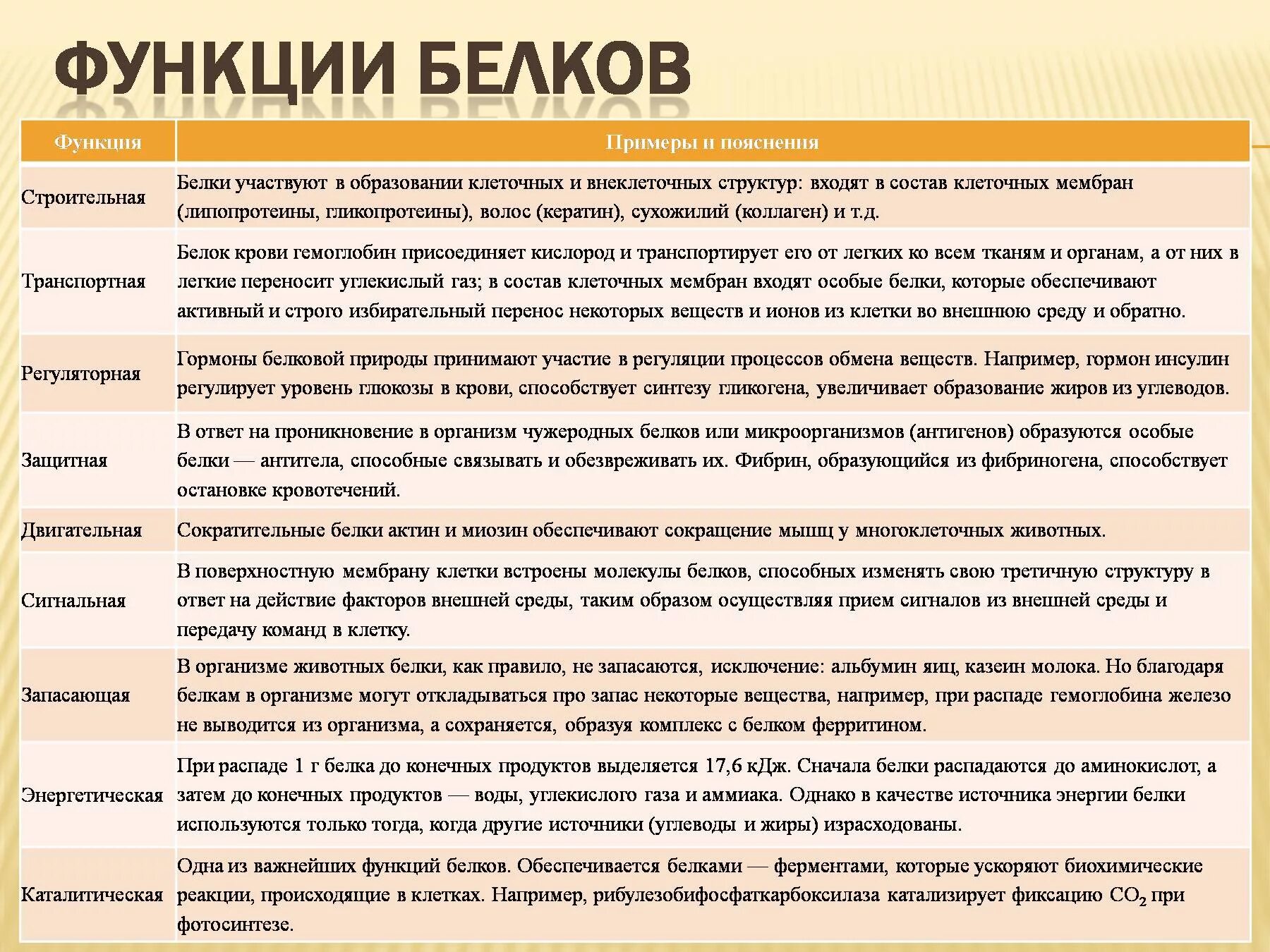 Биологические функции белков таблица. Основной функции белков в организме. Перечислите основные биологические функции белков. Функции белков с примерами таблица. Пояснить главную функцию белков