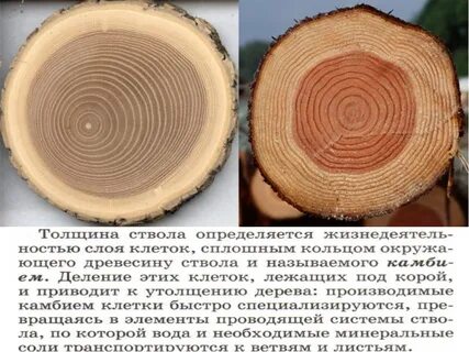 Хвойные срез