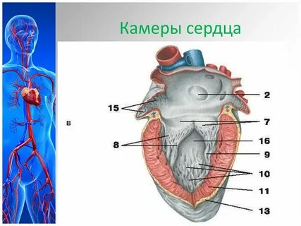 Камеры сердца