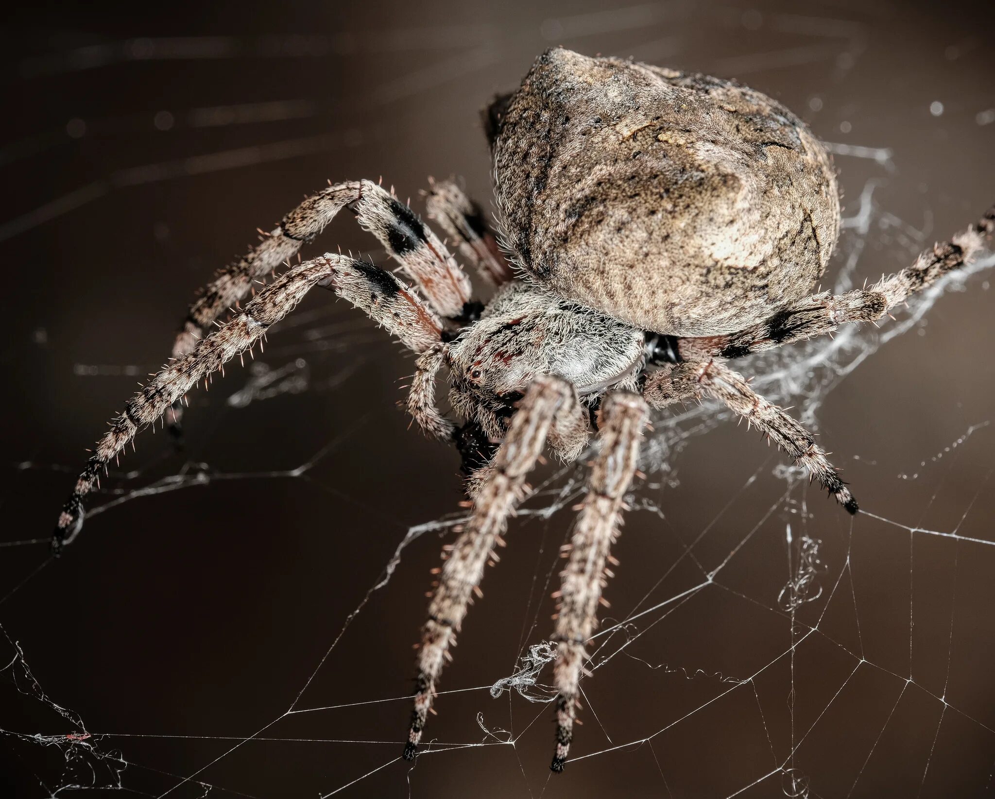 Паукан ослик. Глаза паука скакуна. Новогодний паучок. Багира киплинга паук. Свирепый паукан.
