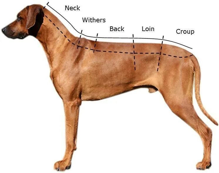 Высокая холка формирующая. Холка у собаки. Область холки у собак. Загривок у собаки. Где холка у собаки.