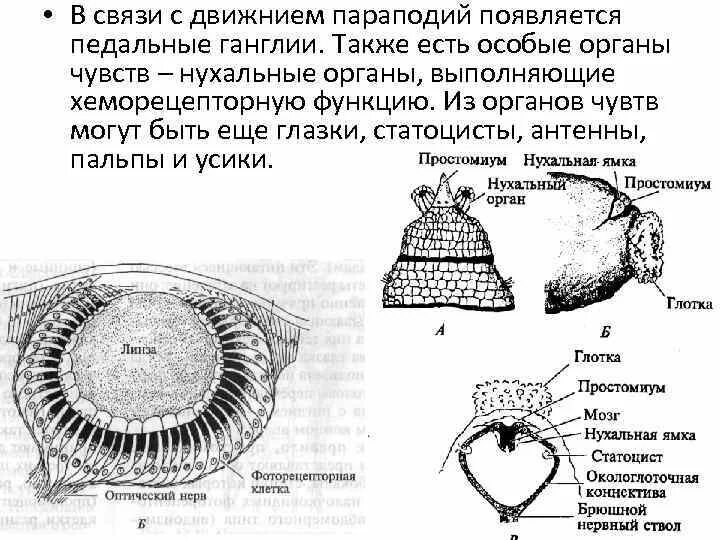 Статоцисты это