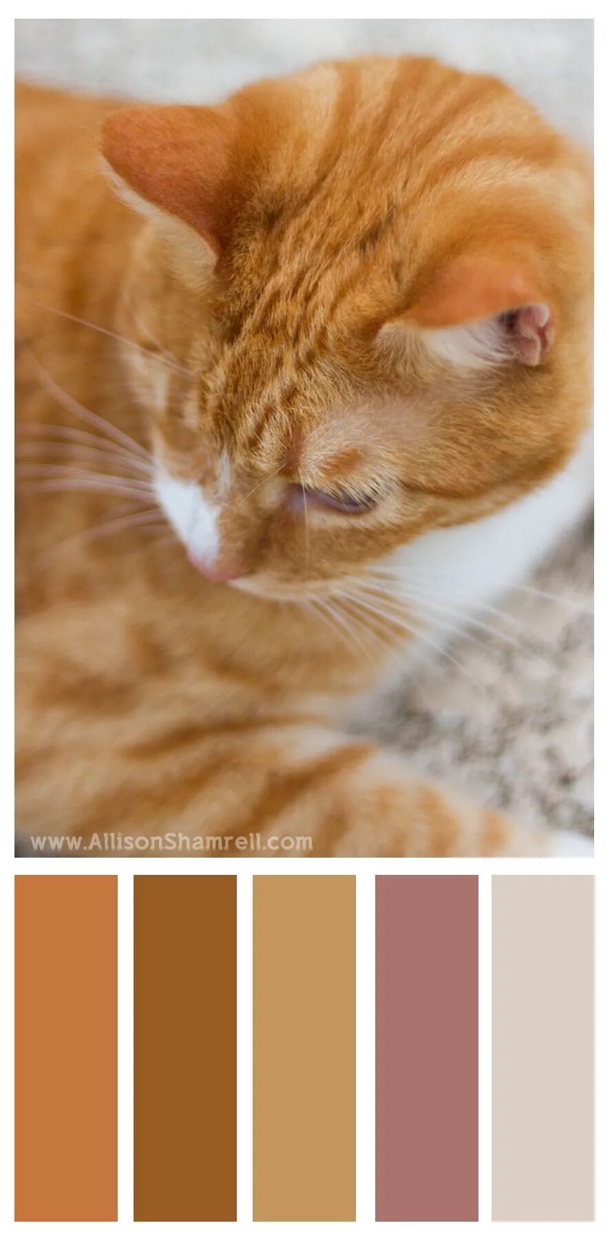 Рыжий цвет палитра. Палитра цветов рыжий. Палитра цветов волос. Палитра рыжего цвет аовлос. Рыжий цвет палитра.