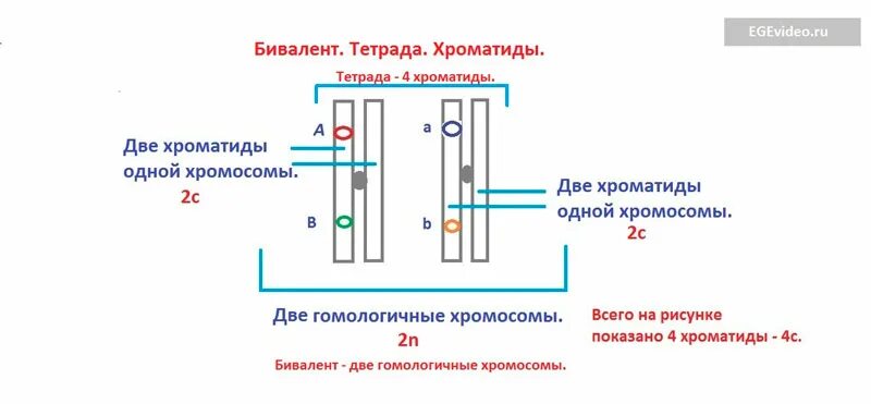 Тетрада бивалент. Тетрада и бивалент различия. Биваленты хромосом. Тетрада хроматид.