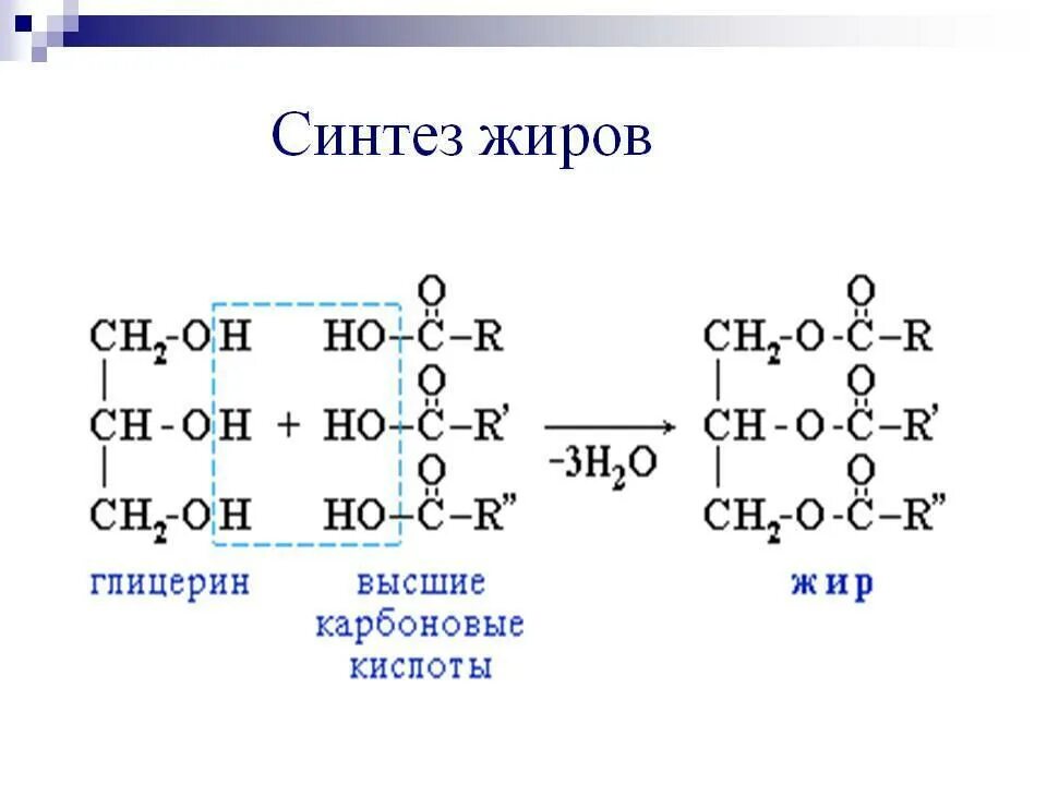 Синтез жиров. Синтез жиров из глицерина. Синтез молекулы жира. Синтез жира из жира. Место синтеза жиров