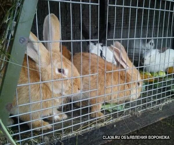 Купить кроликов в воронежской области. Фландер рыжий. Рыжий окрас мясных пород кроликов. Кролик фландер баран. Выставки продажи кроликов в Аксае Ростовской области.