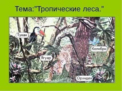 Тропические леса 1 класс окружающий мир