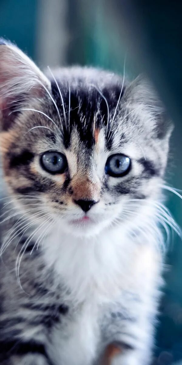 Красивые котята. Милые котята. Красивые котики. Красивые животные кошки. Питомцы на экран телефона