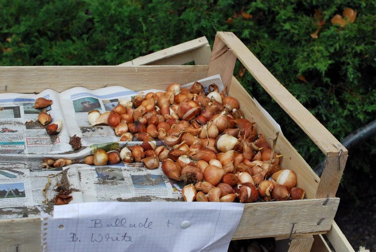 Подготовить гладиолусы к посадке после зимнего хранения. Доращивание луковиц тюльпанов. Хранение луковиц тюльпанов. Выкапывание луковиц тюльпанов. Ящик для хранения луковиц тюльпанов.