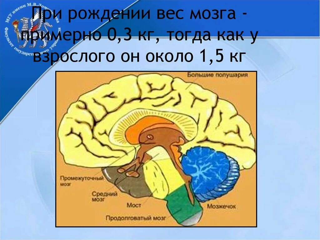 Вес головного мозга у взрослого человека. Какова масса мозга взрослого человека. Вес человеческого мозга взрослого человека.