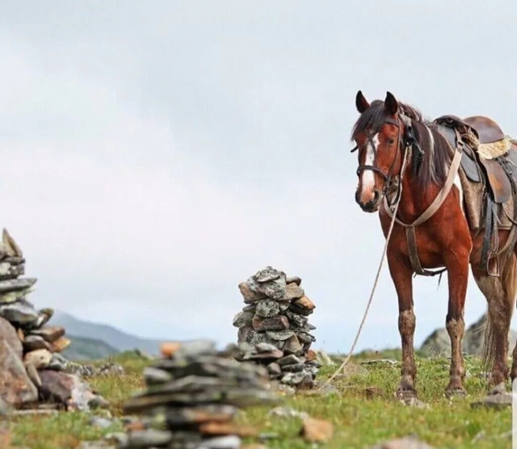 горный алтай на лошадях. горный алтай на лошадях. алтайская лошадь. коневодство в алтайском крае. табун лошадей в горном алтае.