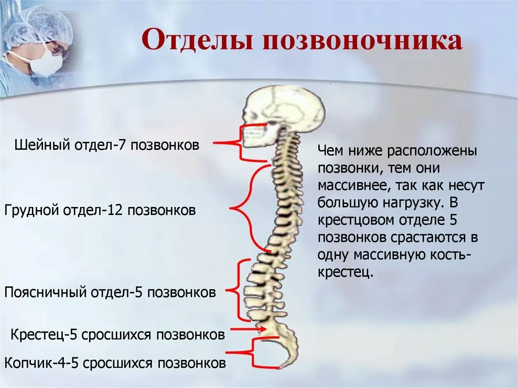 Сросшиеся отделы позвоночника. Позвоночный отдел шейный позвонок. Строение шейного отдела позвоночника. Позвонки шейного отдела позвоночника. Шейный отдел позвоночника состоит из.