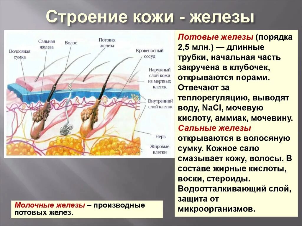 Строение кожи потовая железа. Строение потовых желез анатомия. Потовые и сальные железы строение. Железы кожи анатомия и физиология.