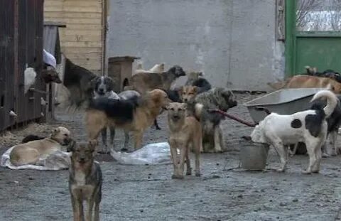 Служба безнадзорных животных рязань