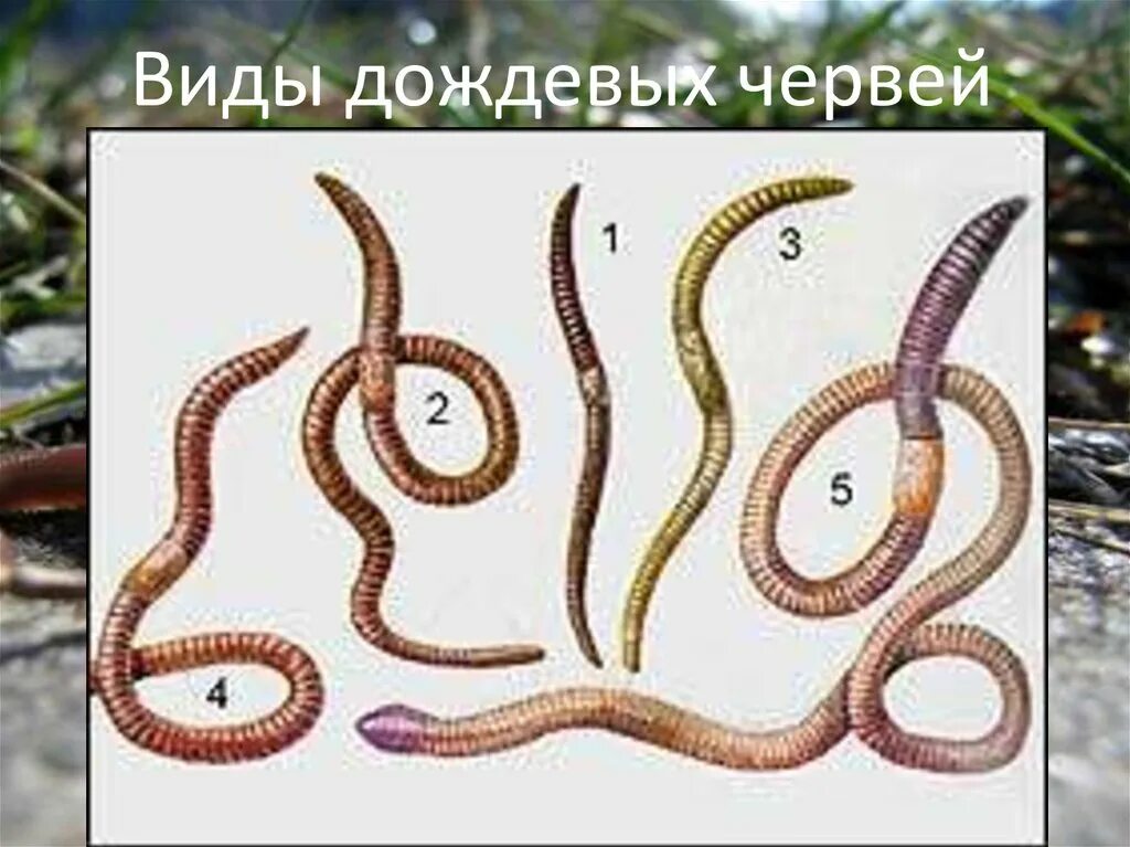Черви имена. Красный червь (Lumbricus rubellus. Дождевые черви Eiseniella tetraedra. Червь нематода Земляной. Дождевые черви классификация.