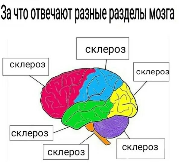 Za chto. Части мозга. За что отвечают части мозга. Какая часть мозга за что отвечает. Отделы мозга отвечающие.