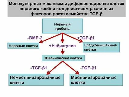 Процесс дифференцировки